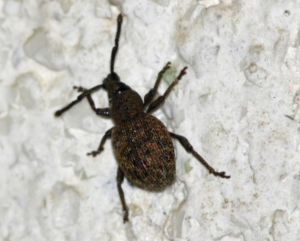 Otiorhynchus (Rosvalestus) globus, Curculionidae